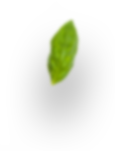 rev-slider_h2-leaf